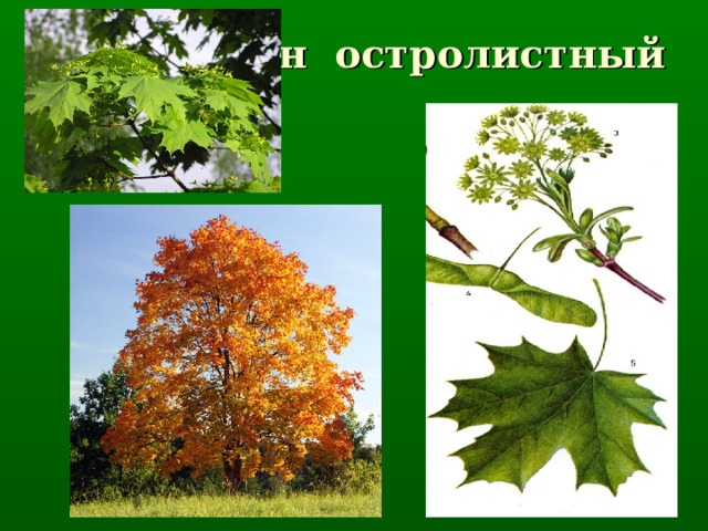 Клён остролистный 
