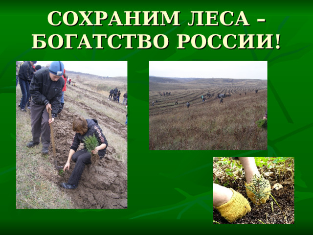 СОХРАНИМ ЛЕСА – БОГАТСТВО РОССИИ! 