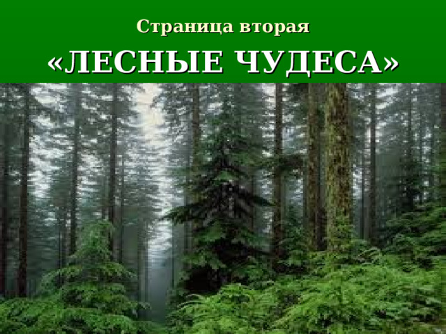 Страница вторая «ЛЕСНЫЕ ЧУДЕСА» 
