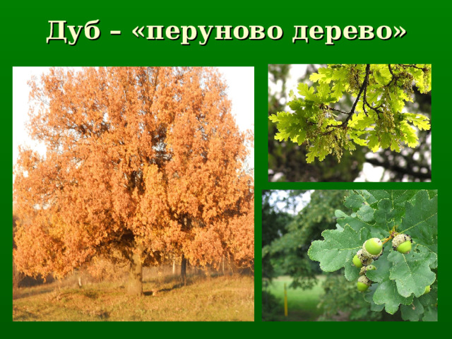 Дуб – «перуново дерево» 
