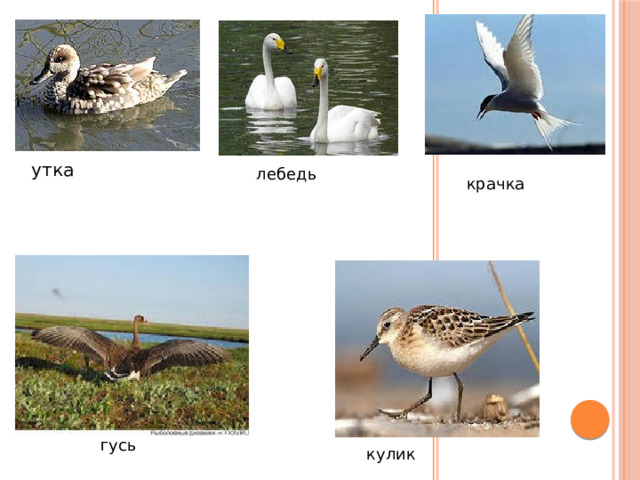 утка лебедь крачка гусь кулик 