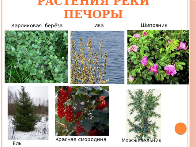 Растения реки Печоры Шиповник Карликовая берёза Ива Красная смородина Можжевельник Ель  