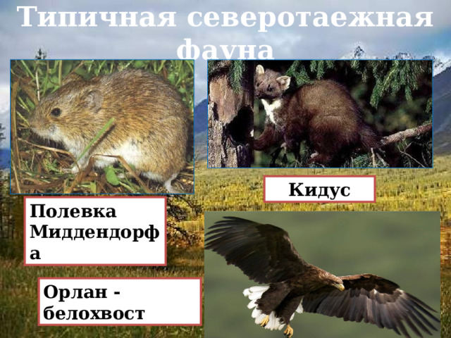 Типичная северотаежная фауна Кидус Полевка Миддендорфа Орлан - белохвост  