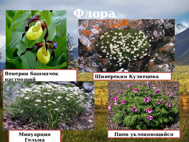 Флора Венерин башмачок настоящий Шиверекия Кузнецова Минуарция Гельма Пион уклоняющийся 