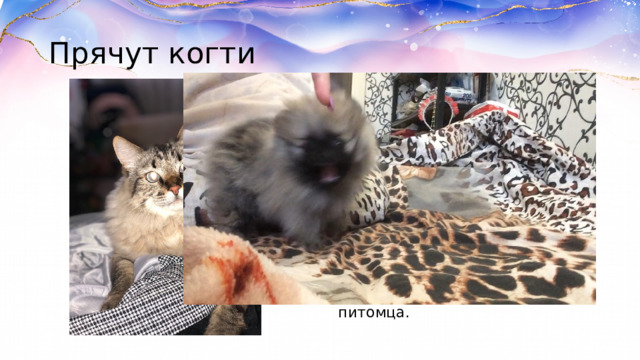 Прячут когти Каждый владелец кошки знает, какими острыми могут быть её коготки. Всё потому, что кошки могут их втягивать — а значит, не затуплять при ходьбе. Собачьи же когти всегда снаружи — и быстро стачиваются об пол или землю. Однако это не значит, что подстригать когти нужно только кошкам, — состояние этой части тела следует контролировать у любого питомца. 