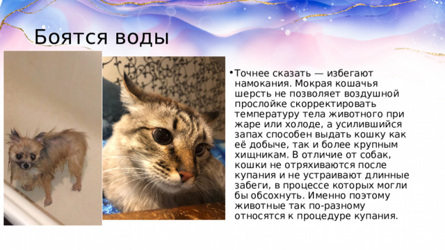 Боятся воды Точнее сказать — избегают намокания. Мокрая кошачья шерсть не позволяет воздушной прослойке скорректировать температуру тела животного при жаре или холоде, а усилившийся запах способен выдать кошку как её добыче, так и более крупным хищникам. В отличие от собак, кошки не отряхиваются после купания и не устраивают длинные забеги, в процессе которых могли бы обсохнуть. Именно поэтому животные так по-разному относятся к процедуре купания. 