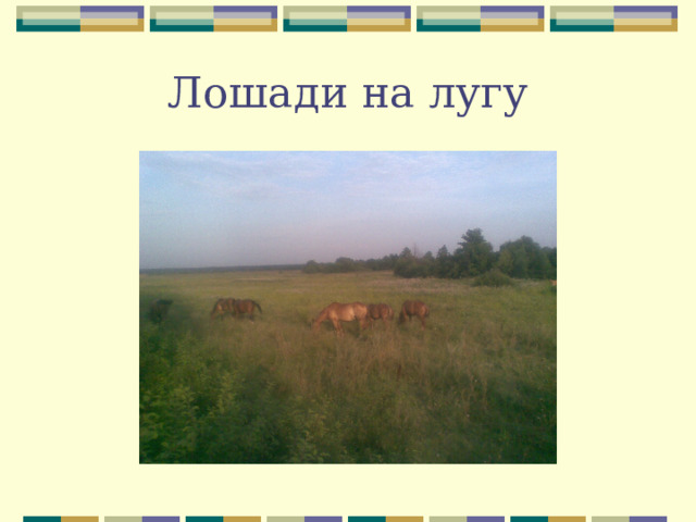 Лошади на лугу 
