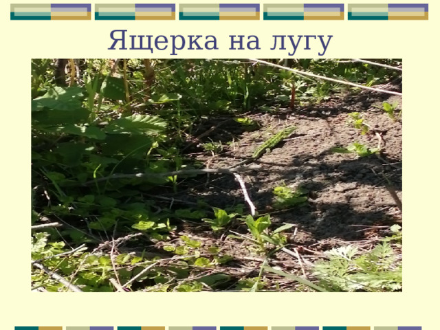 Ящерка на лугу 