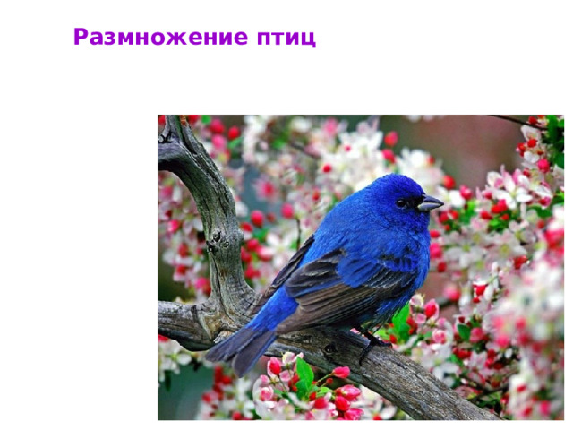 Размножение птиц 