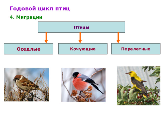 Годовой цикл птиц 4. Миграции Птицы Перелетные Кочующие Оседлые 