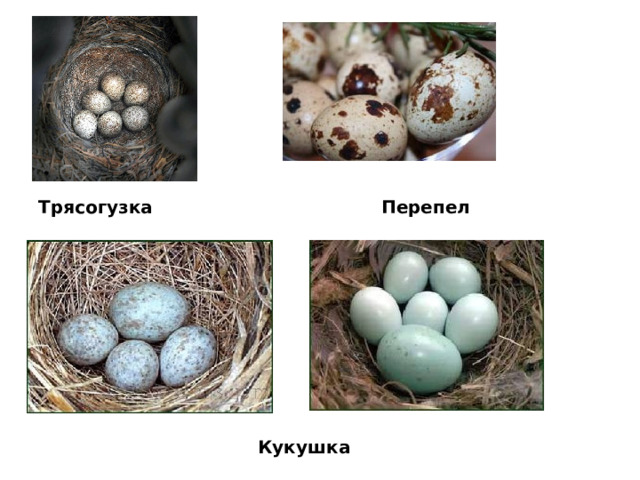 Трясогузка Перепел Кукушка 