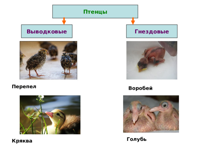 Птенцы Выводковые Гнездовые Перепел Воробей Голубь Кряква 