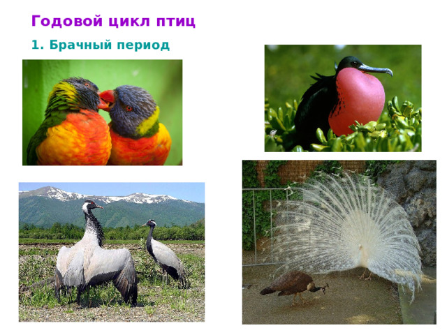 Годовой цикл птиц 1. Брачный период  