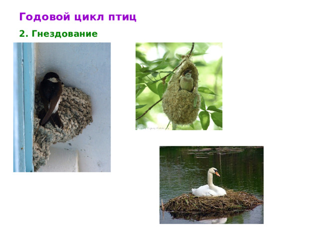Годовой цикл птиц 2. Гнездование 