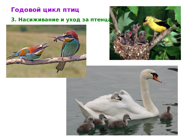 Годовой цикл птиц 3. Насиживание и уход за птенцами 