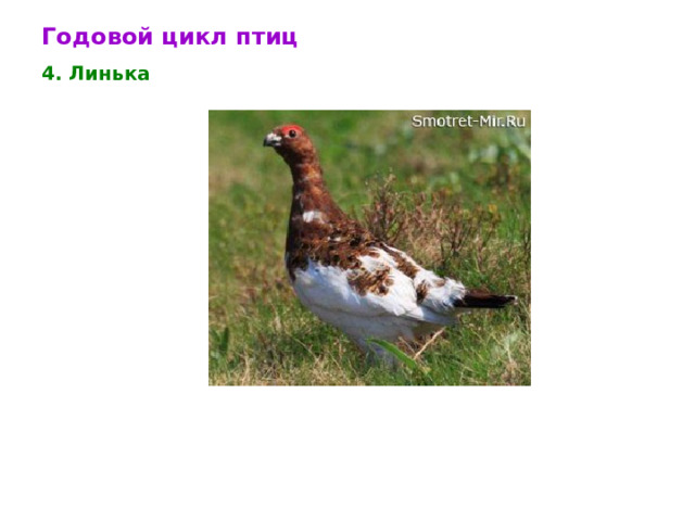 Годовой цикл птиц 4. Линька 