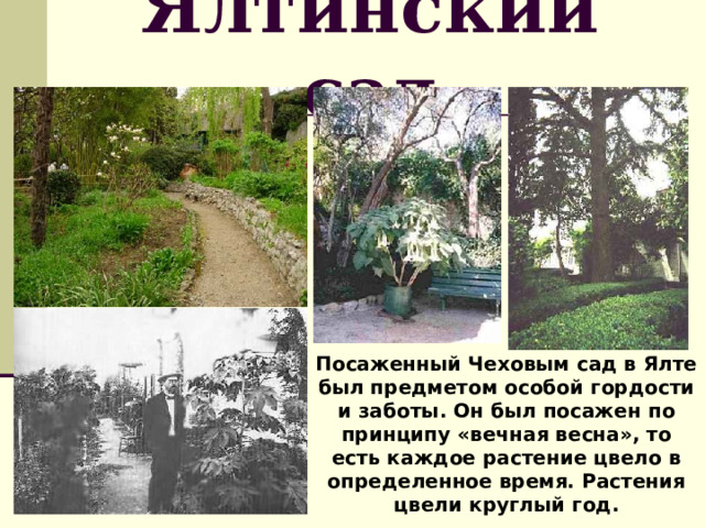 Ялтинский сад Посаженный Чеховым сад в Ялте был предметом особой гордости и заботы. Он был посажен по принципу «вечная весна», то есть каждое растение цвело в определенное время. Растения цвели круглый год. 
