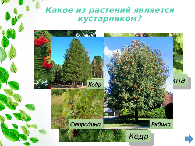 Какое из растений является кустарником?   Смородина Рябина Кедр 
