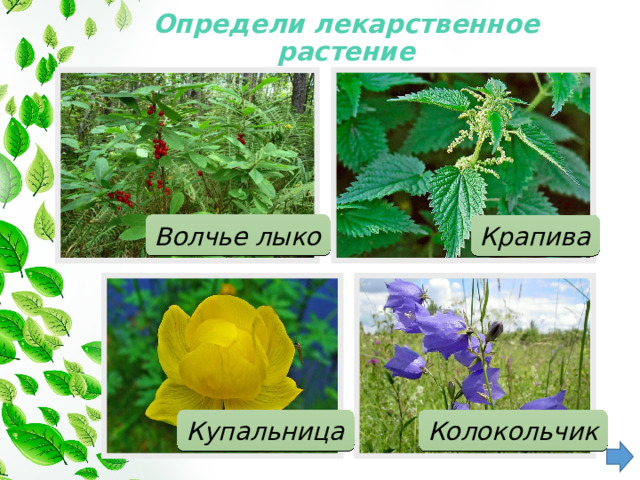 Определи лекарственное растение   Волчье лыко Крапива Колокольчик Купальница 