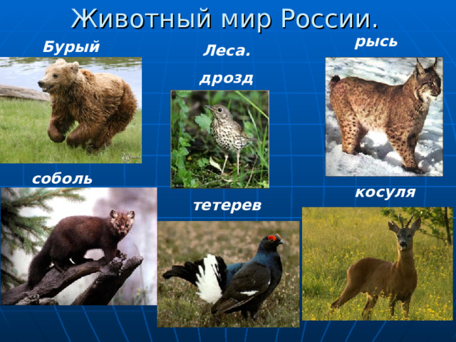 Животный мир России. рысь Бурый медведь Леса. дрозд соболь косуля тетерев 