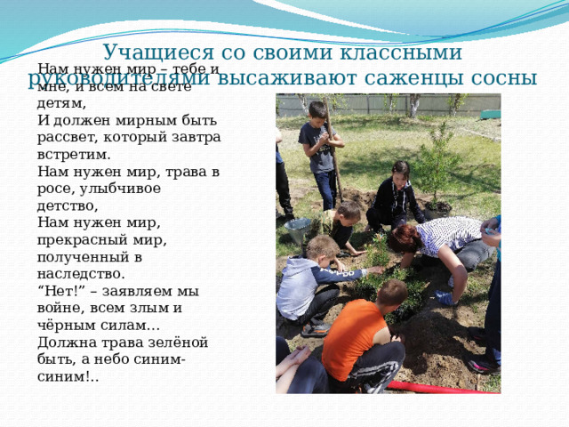 Учащиеся со своими классными руководителями высаживают саженцы сосны Нам нужен мир – тебе и мне, и всем на свете детям,  И должен мирным быть рассвет, который завтра встретим. Нам нужен мир, трава в росе, улыбчивое детство,  Нам нужен мир, прекрасный мир, полученный в наследство. “ Нет!” – заявляем мы войне, всем злым и чёрным силам… Должна трава зелёной быть, а небо синим-синим!.. 
