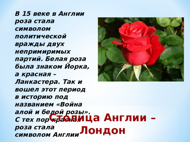 В 15 веке в Англии роза стала символом политической вражды двух непримиримых партий. Белая роза была знаком Йорка, а красная – Ланкастера. Так и вошел этот период в историю под названием «Война алой и белой розы». С тех пор красная роза стала символом Англии Столица Англии – Лондон 