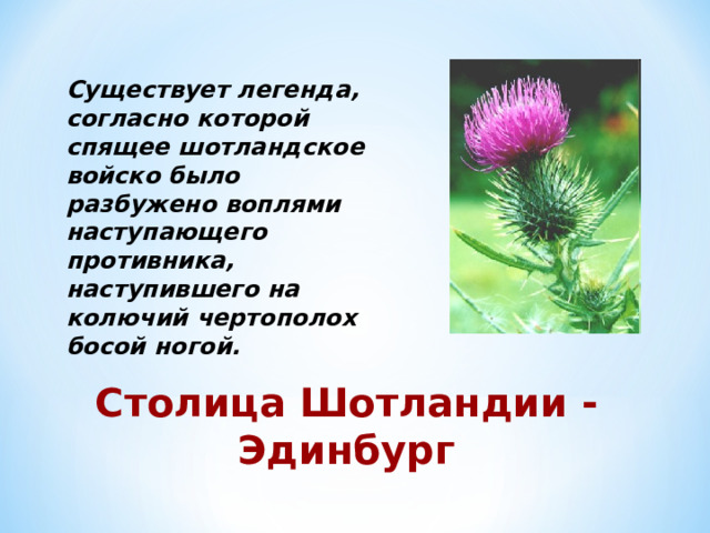 Существует легенда, согласно которой спящее шотландское войско было разбужено воплями наступающего противника, наступившего на колючий чертополох босой ногой.  Столица Шотландии - Эдинбург 