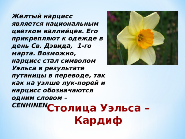 Желтый нарцисс является национальным цветком валлийцев. Его прикрепляют к одежде в день Св. Дэвида,  1-го марта. Возможно, нарцисс стал символом Уэльса в результате путаницы в переводе, так как на уэлше лук-порей и нарцисс обозначаются одним словом – CENHINEN. Столица Уэльса – Кардиф 