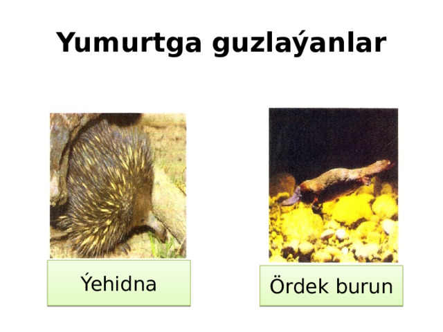 Yumurtga guzlaýanlar Ýehidna Ördek burun 