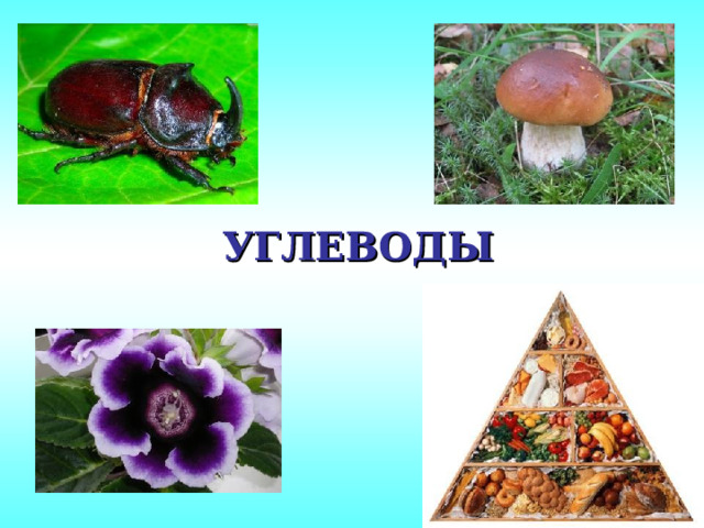 УГЛЕВОДЫ 