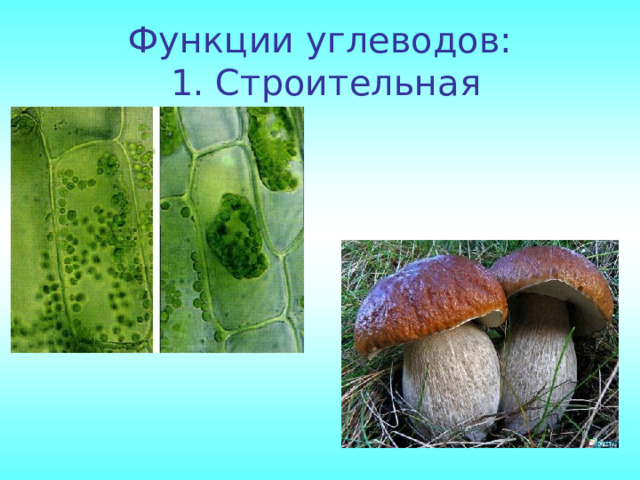 Функции углеводов:  1. Строительная 