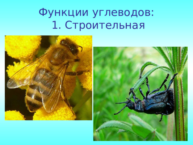 Функции углеводов:  1. Строительная 