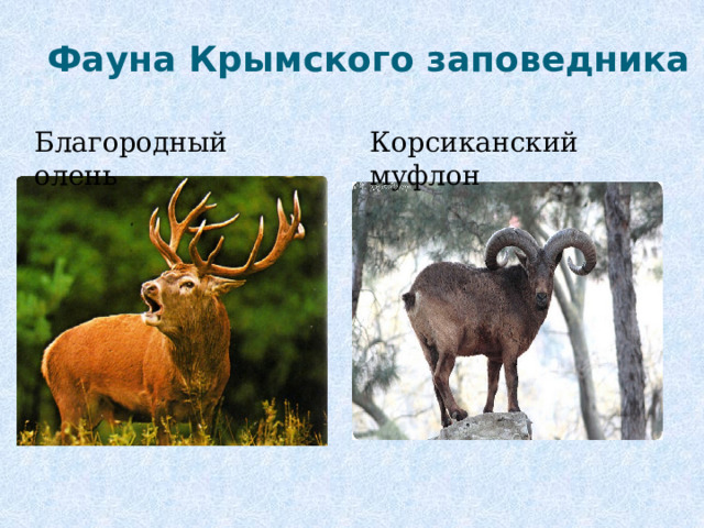 Фауна Крымского заповедника Благородный олень Корсиканский муфлон  