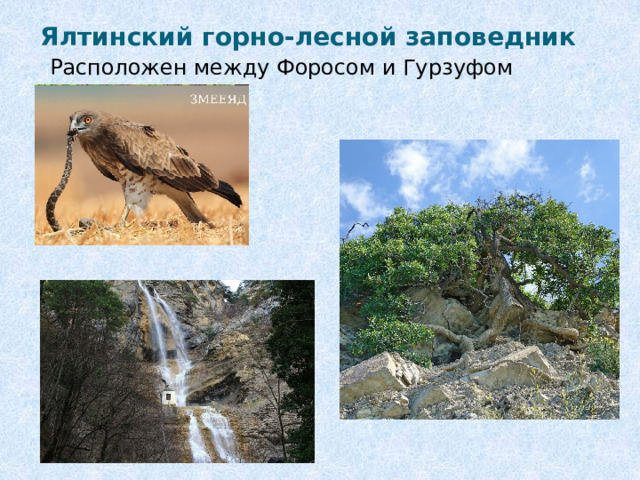 Ялтинский горно-лесной заповедник Расположен между Форосом и Гурзуфом 
