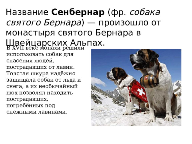 Название Сенбернар (фр. собака святого Бернара ) — произошло от монастыря святого Бернара в Швейцарских Альпах. В XVII веке монахи решили использовать собак для спасения людей, пострадавших от лавин. Толстая шкура надёжно защищала собак от льда и снега, а их необычайный нюх позволял находить пострадавших, погребённых под снежными лавинами. 