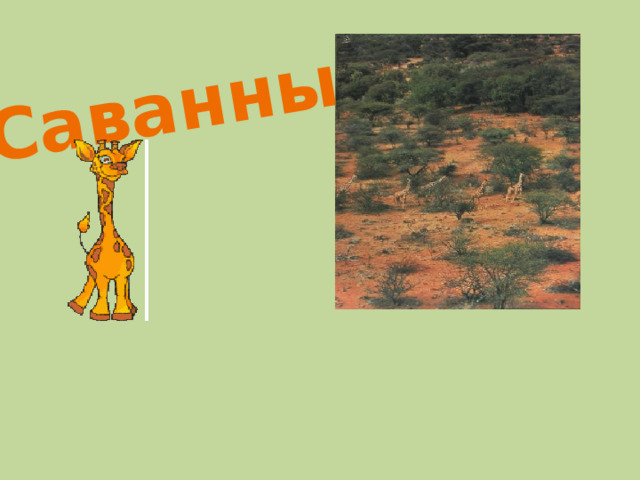 Саванны 