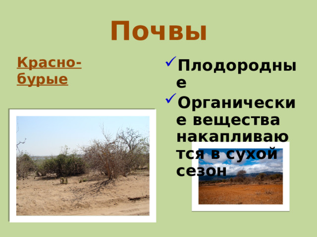 Почвы Красно-бурые Плодородные Органические вещества накапливаются в сухой сезон  