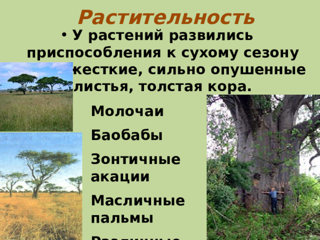 Растительность У растений развились приспособления к сухому сезону года: жесткие, сильно опушенные листья, толстая кора. Молочаи Баобабы Зонтичные акации Масличные пальмы Различные травы 