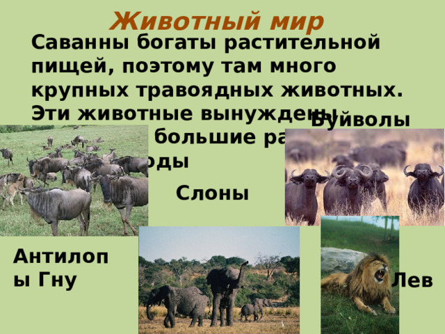 Животный мир Саванны богаты растительной пищей, поэтому там много крупных травоядных животных. Эти животные вынуждены пробегать большие расстояния в поисках воды Буйволы Слоны Антилопы Гну Лев 