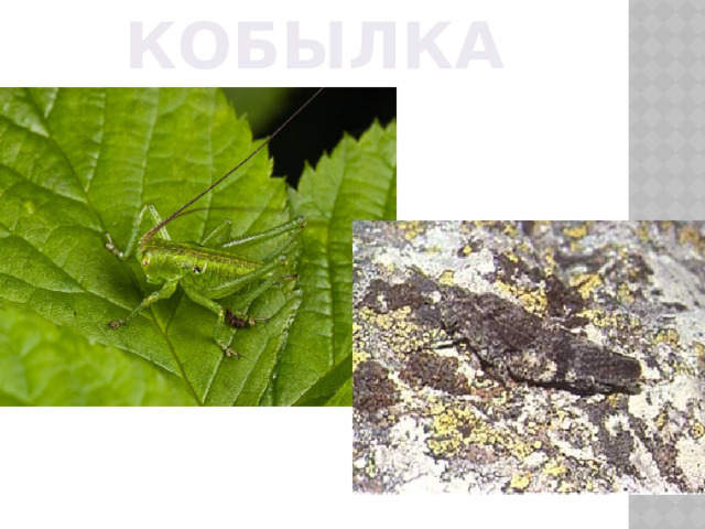КОБЫЛКА 