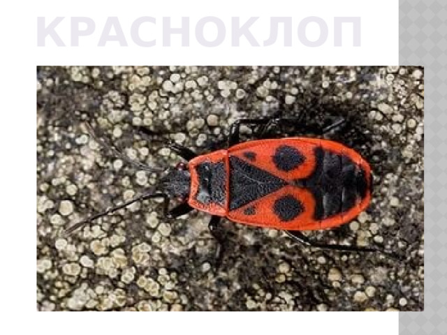 КРАСНОКЛОП 