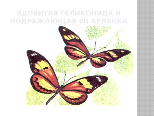 ЯДОВИТАЯ ГЕЛИКОНИДА и ПОДРАЖАЮЩАЯ ЕЙ БЕЛЯНКА 