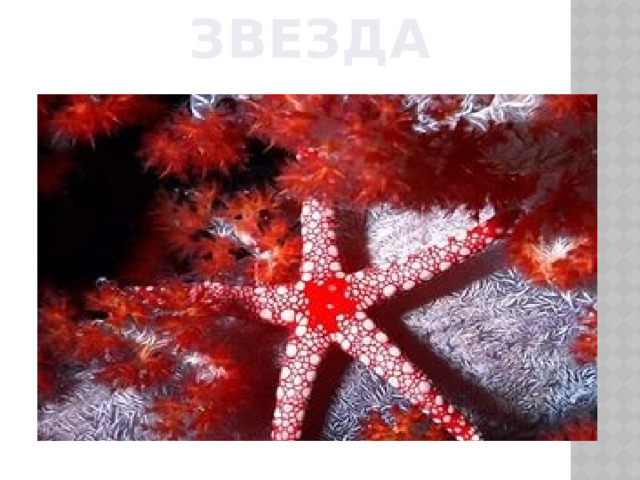 МОРСКАЯ ЗВЕЗДА 