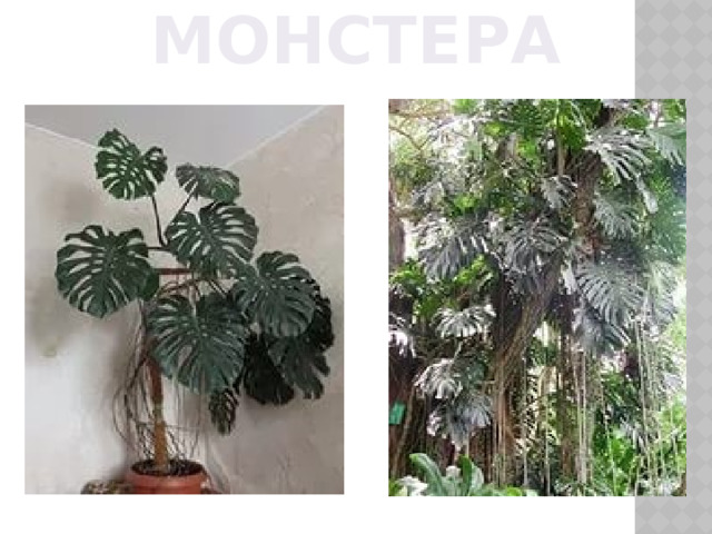 МОНСТЕРА 