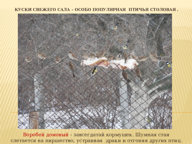  куски свежего сала – Особо популярная птичья столовая . Воробей домовый - завсегдатай кормушек. Шумная стая слетается на пиршество, устраивая драки и отгоняя других птиц . 