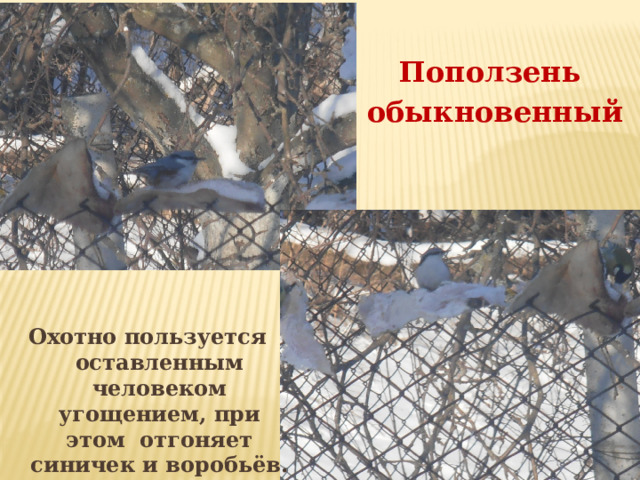 Поползень  обыкновенный   Охотно пользуется оставленным человеком угощением, при этом отгоняет синичек и воробьёв. 