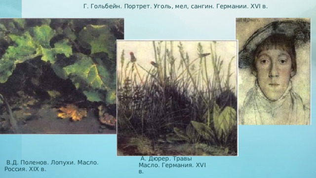  А. Дюрер. Травы Масло. Германия. XVI в.  Г. Гольбейн. Портрет. Уголь, мел, сангин. Германии. XVI в.  В.Д. Поленов. Лопухи. Масло. Россия. XIX в. 