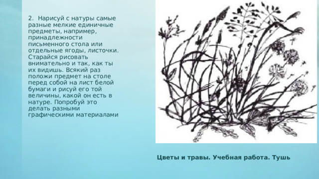 2. Нарисуй с натуры самые разные мелкие единичные предметы, например, принадлежности письменного стола или отдельные ягоды, листочки. Старайся рисовать внимательно и так, как ты их видишь. Всякий раз положи предмет на столе перед собой на лист белой бумаги и рисуй его той величины, какой он есть в натуре. Попробуй это делать разными графическими материалами Добавить заголовок  слайда - 4 Цветы и травы. Учебная работа. Тушь 