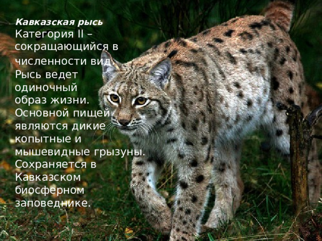 Кавказская рысь Категория II – сокращающийся в численности вид . Рысь ведет одиночный образ жизни. Основной пищей являются дикие копытные и мышевидные грызуны. Сохраняется в Кавказском биосферном заповеднике. 