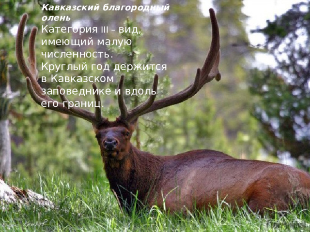 Кавказский благородный олень Категория  III – вид, имеющий малую численность .  Круглый год держится в Кавказском заповеднике и вдоль его границ. 